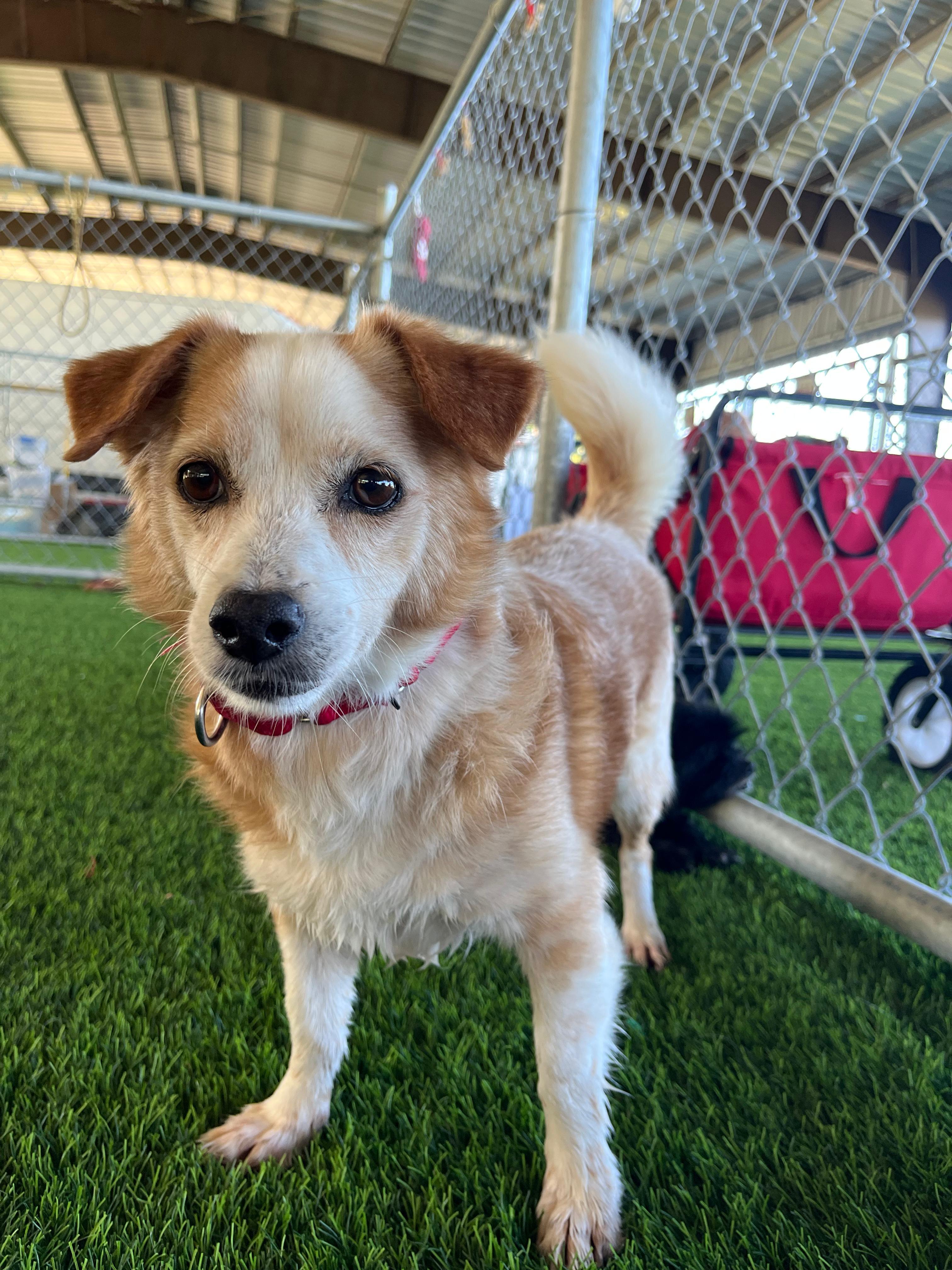 Enlarge Timon, a Adoptable mixed breed in Morristown, NJ image 1/4