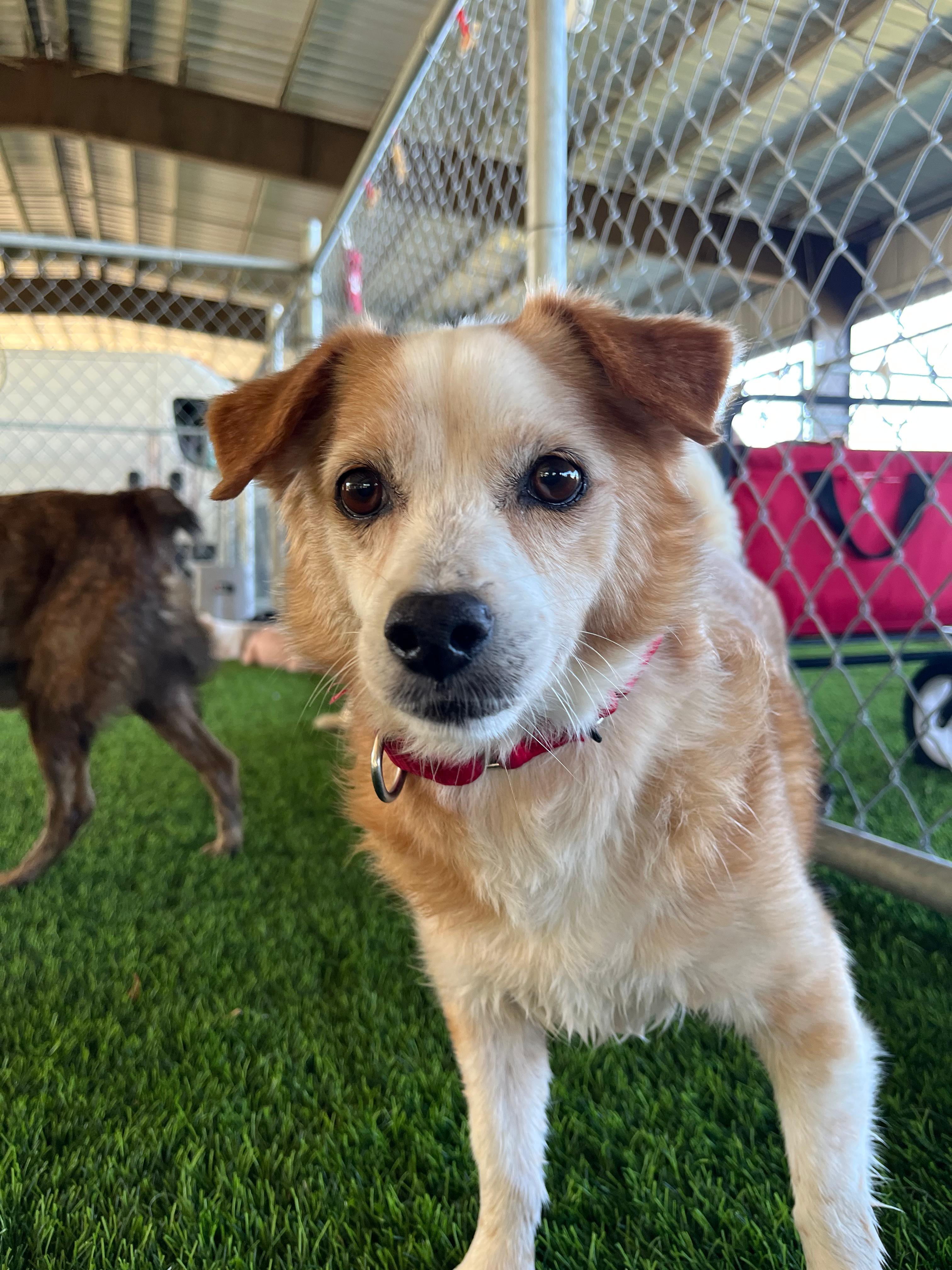 Enlarge Timon, a Adoptable mixed breed in Morristown, NJ image 2/4