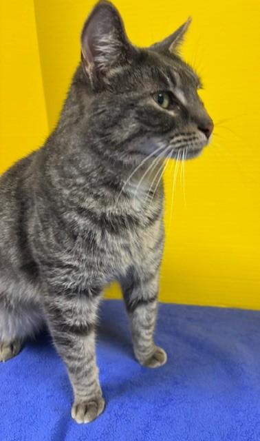 Smash, adopted, Adult Male Domestic Short Hair.