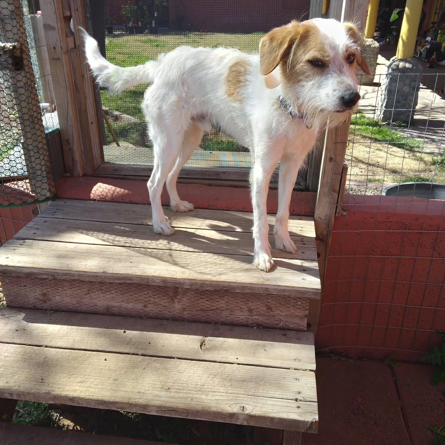 Romeo, ADOPTABLE, Adult Male Jack Russell Terrier & Brittany Spaniel.