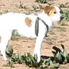 Enlarge Romeo, a ADOPTABLE mixed breed in Chino valley, AZ image 1/1