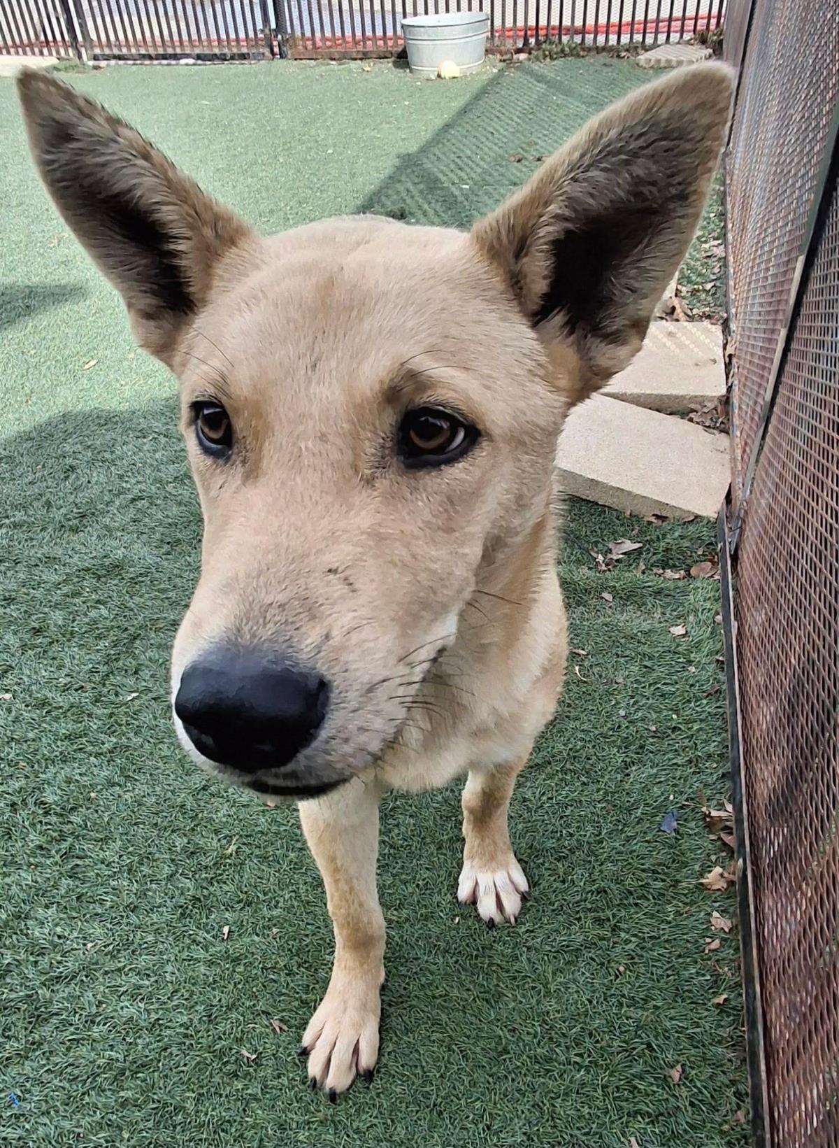 Enlarge Gator, a Adoptable mixed breed in Rockwall, TX image 1/3