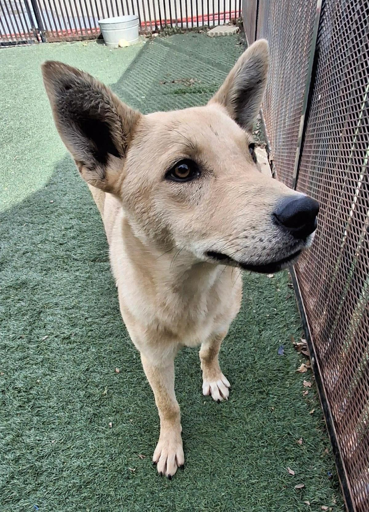 Gator, Adoptable, Adult Male Shiba Inu & Shepherd.