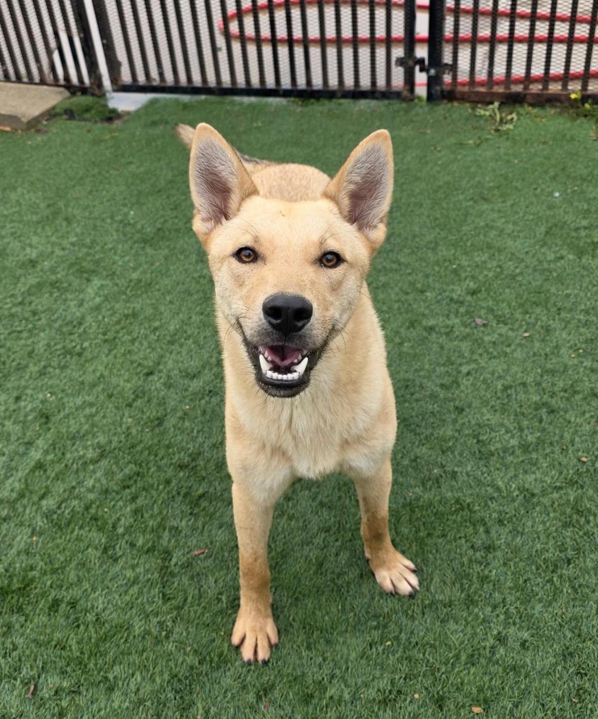 Enlarge Gator, a Adoptable mixed breed in Rockwall, TX image 2/3
