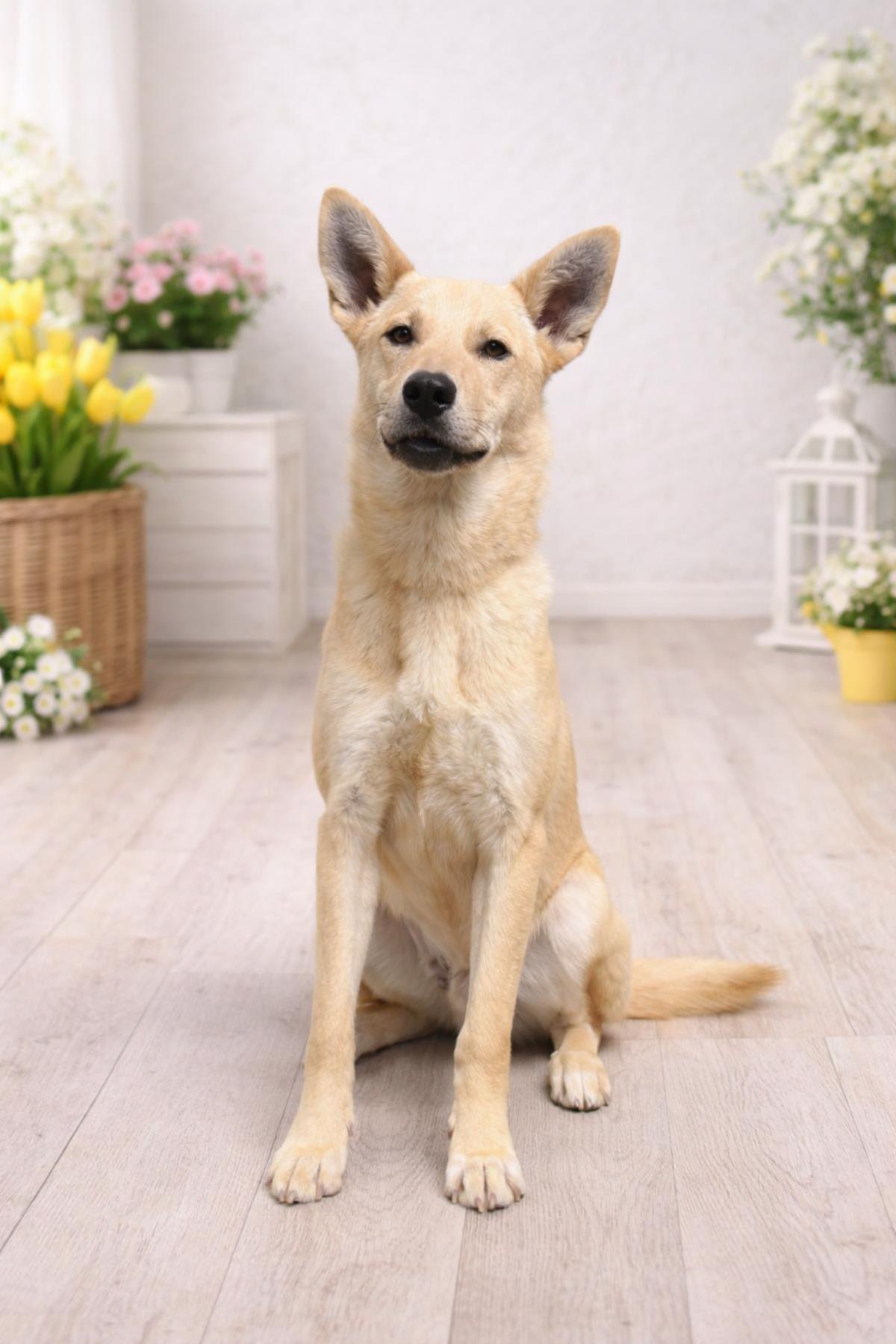 Enlarge Gator, a Adoptable mixed breed in Rockwall, TX image 2/3