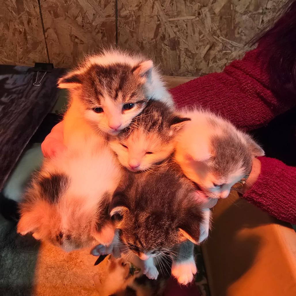 Wyoming, Adoptable, Young Male Domestic Short Hair.