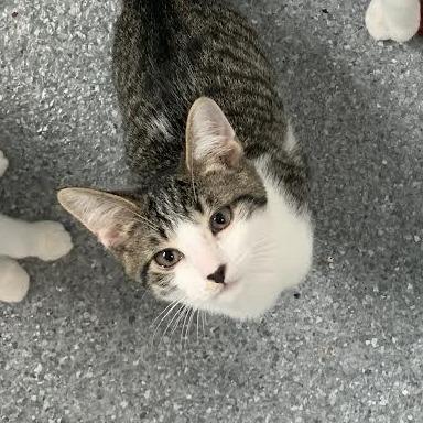 Wyoming, a Adoptable Domestic Short Hair in Standish, MI image 2/2