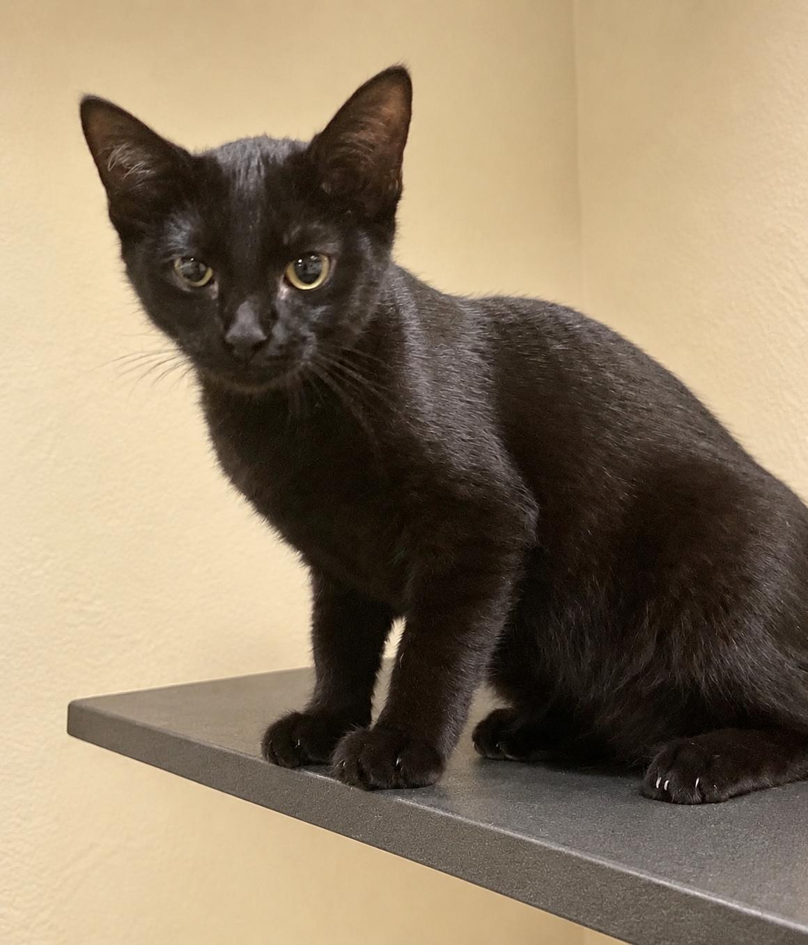 Glory, Adoptable, Kitten Female Domestic Short Hair.