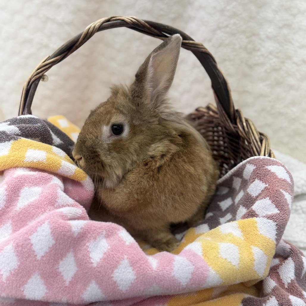 Bulldozer, Adoptable, Young Male Bunny Rabbit.