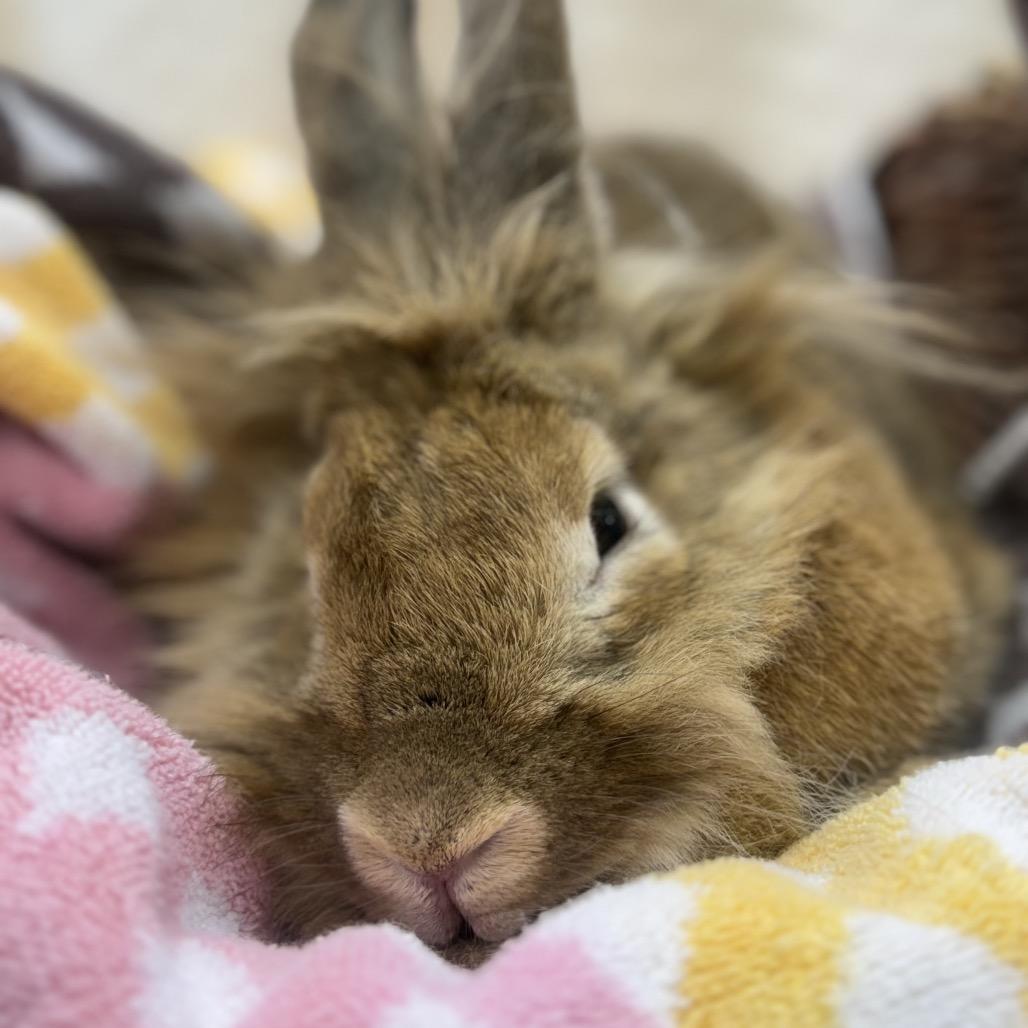 Enlarge Bulldozer, a Adoptable Bunny Rabbit in North Canton, OH image 2/2