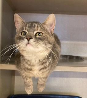 Eggnogg, ADOPTABLE, Adult Female Domestic Short Hair.