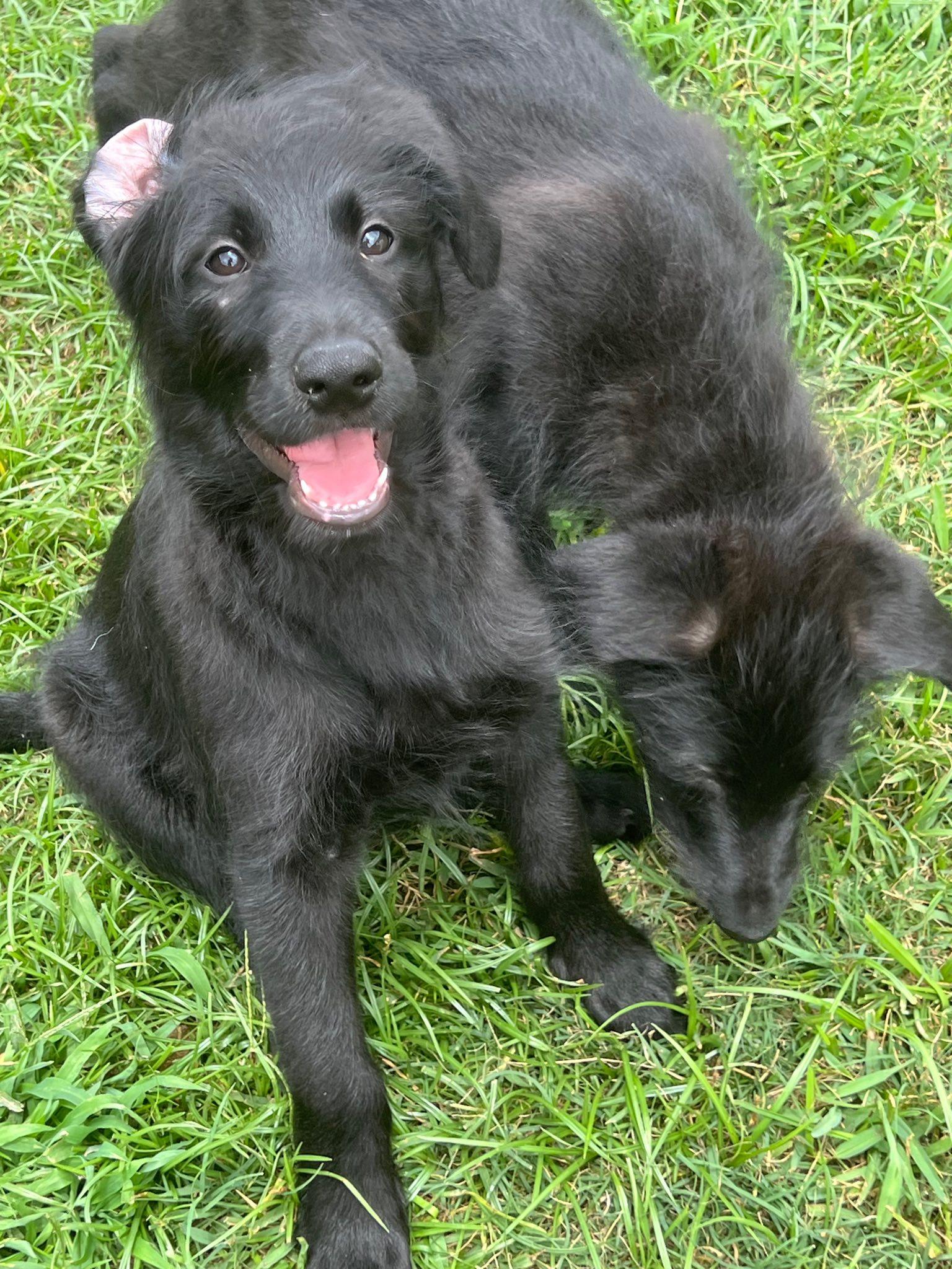 Justice, an adoptable German Shepherd Dog, Labradoodle in Cypress, TX, 77433 | Photo Image 4