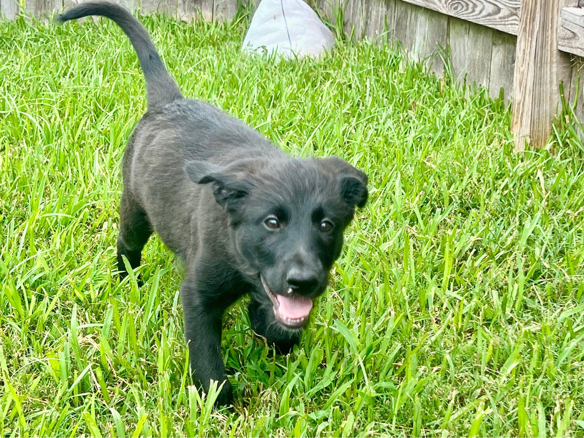 Justice, an adoptable German Shepherd Dog, Labradoodle in Cypress, TX, 77433 | Photo Image 2