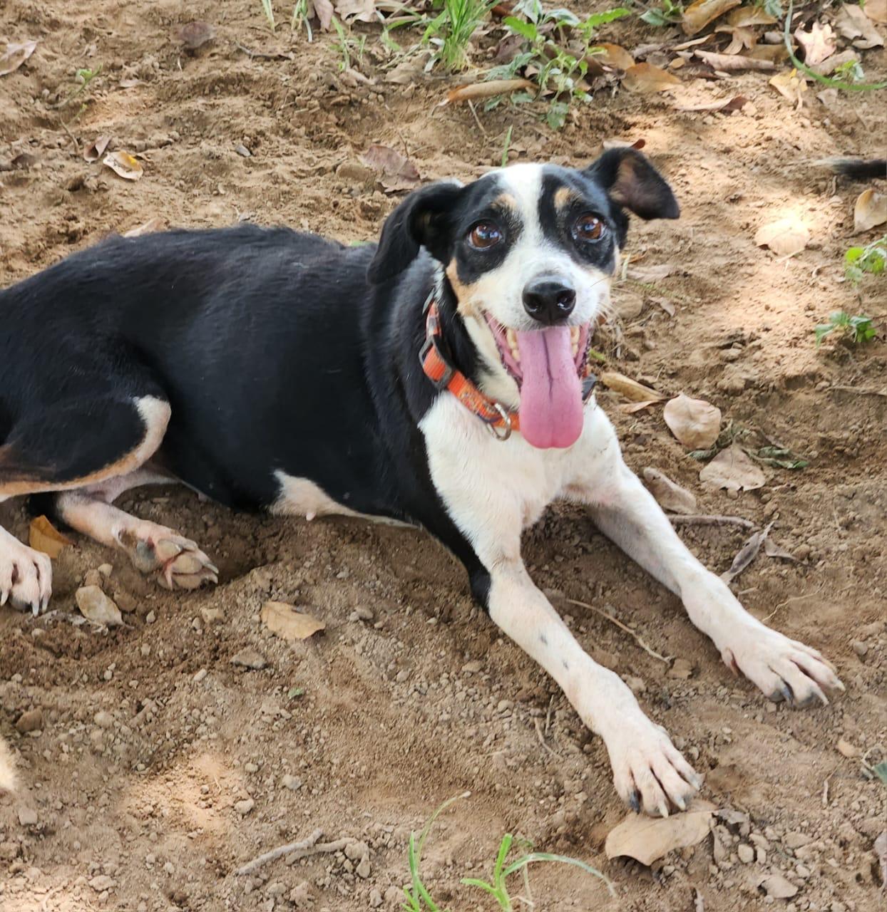 Zellia — thumbnail 2