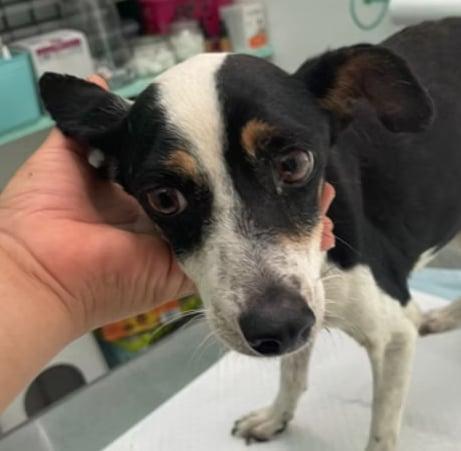 Zellia — thumbnail 4