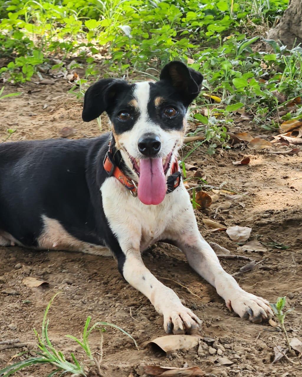 Zellia — thumbnail 5