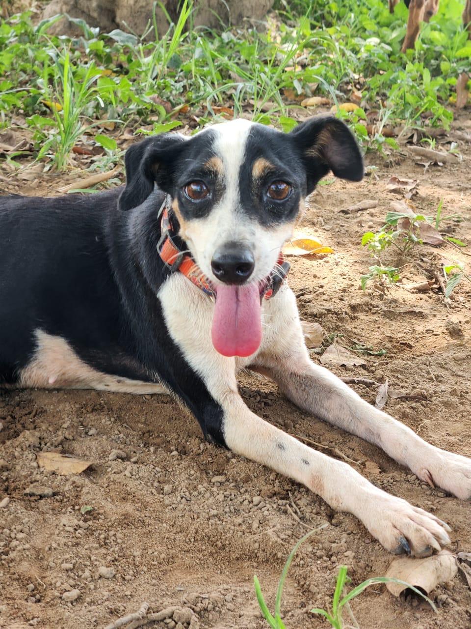 Zellia — thumbnail 6