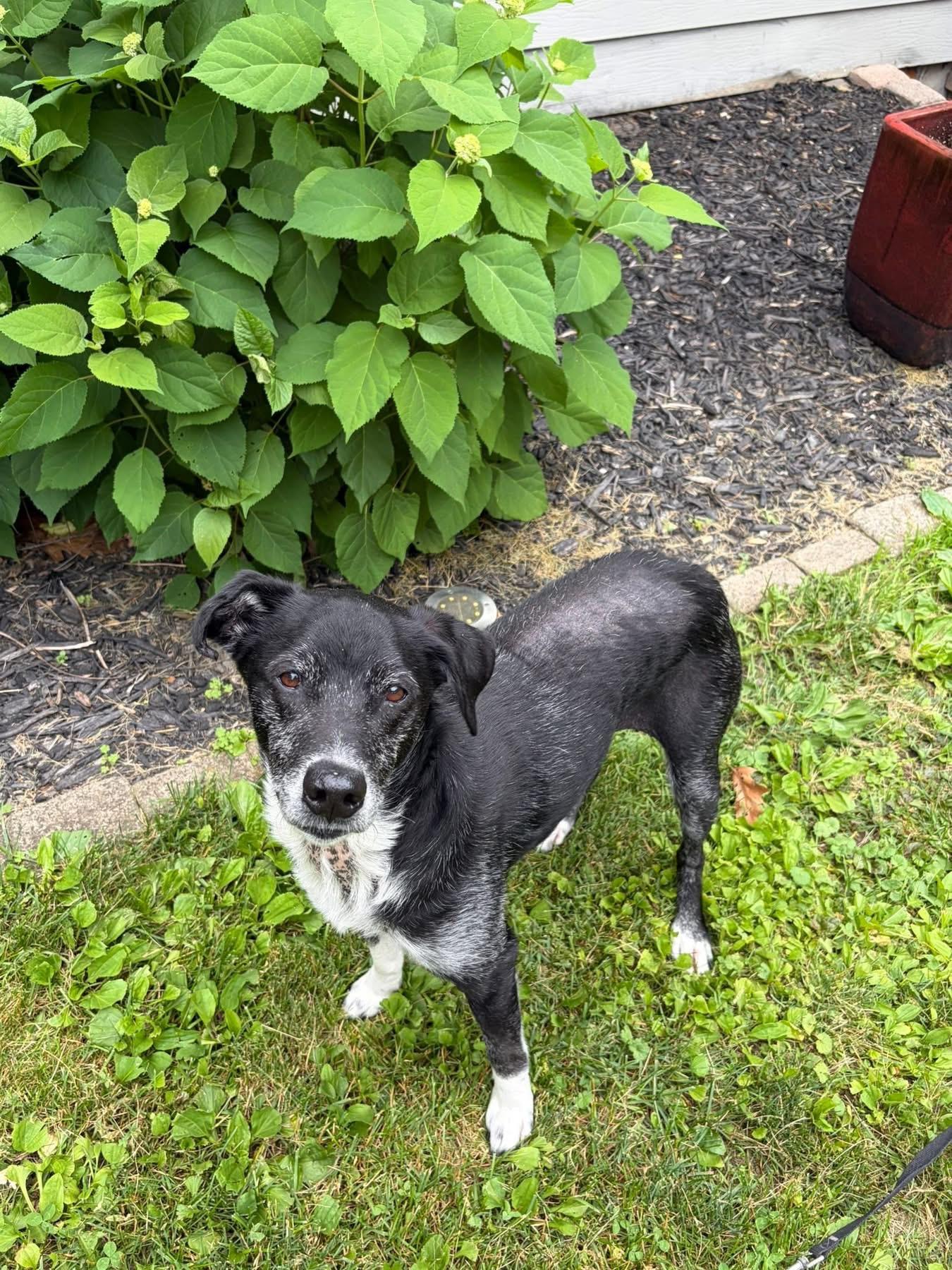 Enlarge Eeyore, a ADOPTABLE mixed breed in Wappingers Falls, NY image 3/4