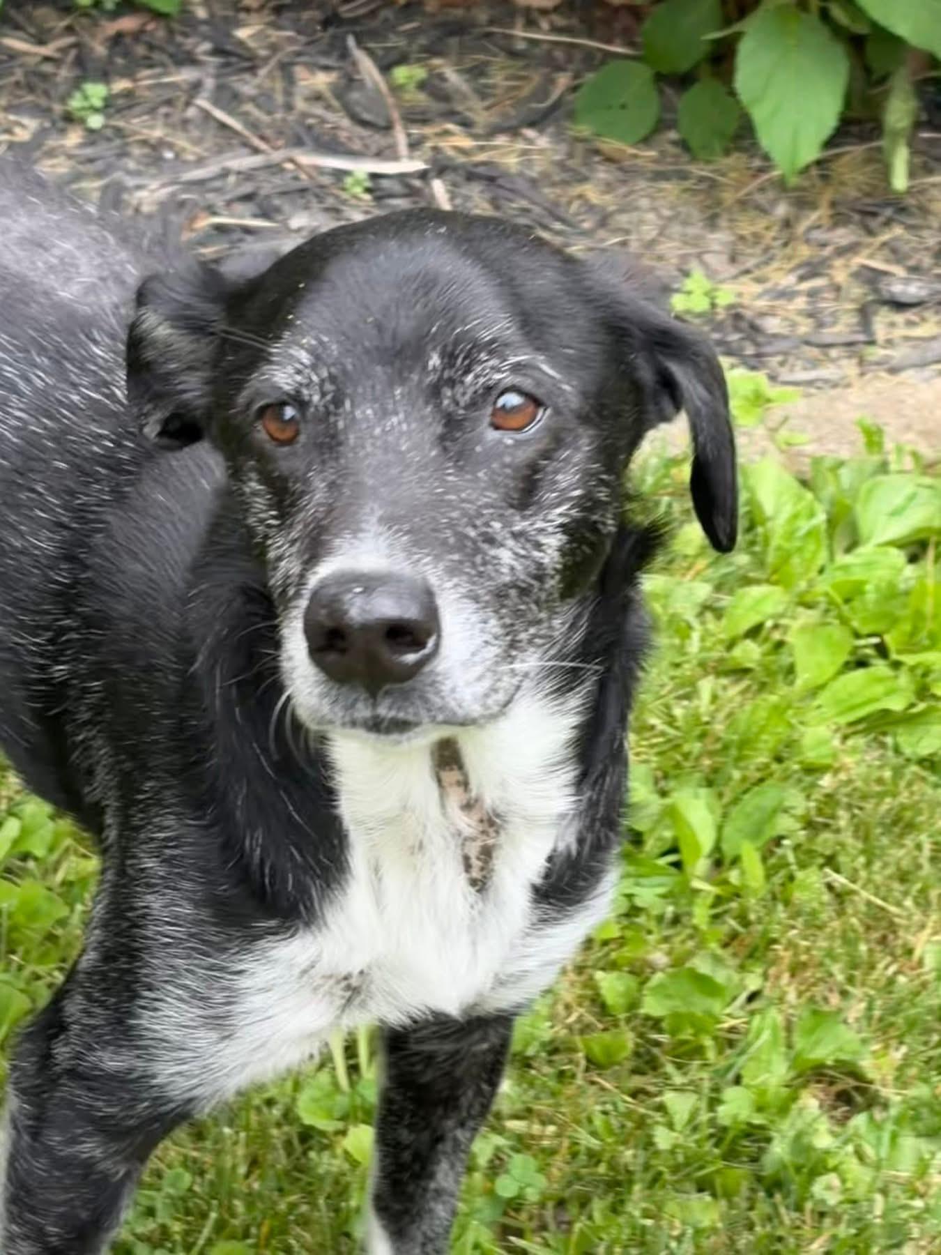 Enlarge Eeyore, a ADOPTABLE mixed breed in Wappingers Falls, NY image 4/4