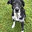 Enlarge Eeyore, a ADOPTABLE mixed breed in Wappingers Falls, NY image 1/4