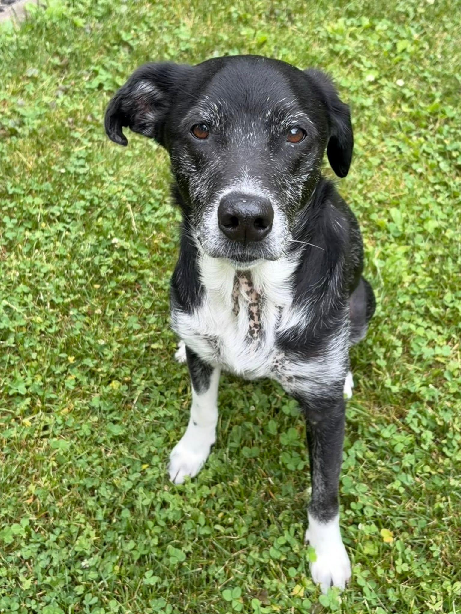 Eeyore, a ADOPTABLE mixed breed in Wappingers Falls, NY image 1/4
