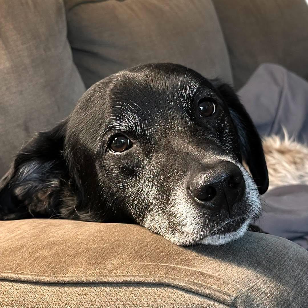 Eeyore, ADOPTABLE, Senior Male Border Collie & Australian Shepherd.