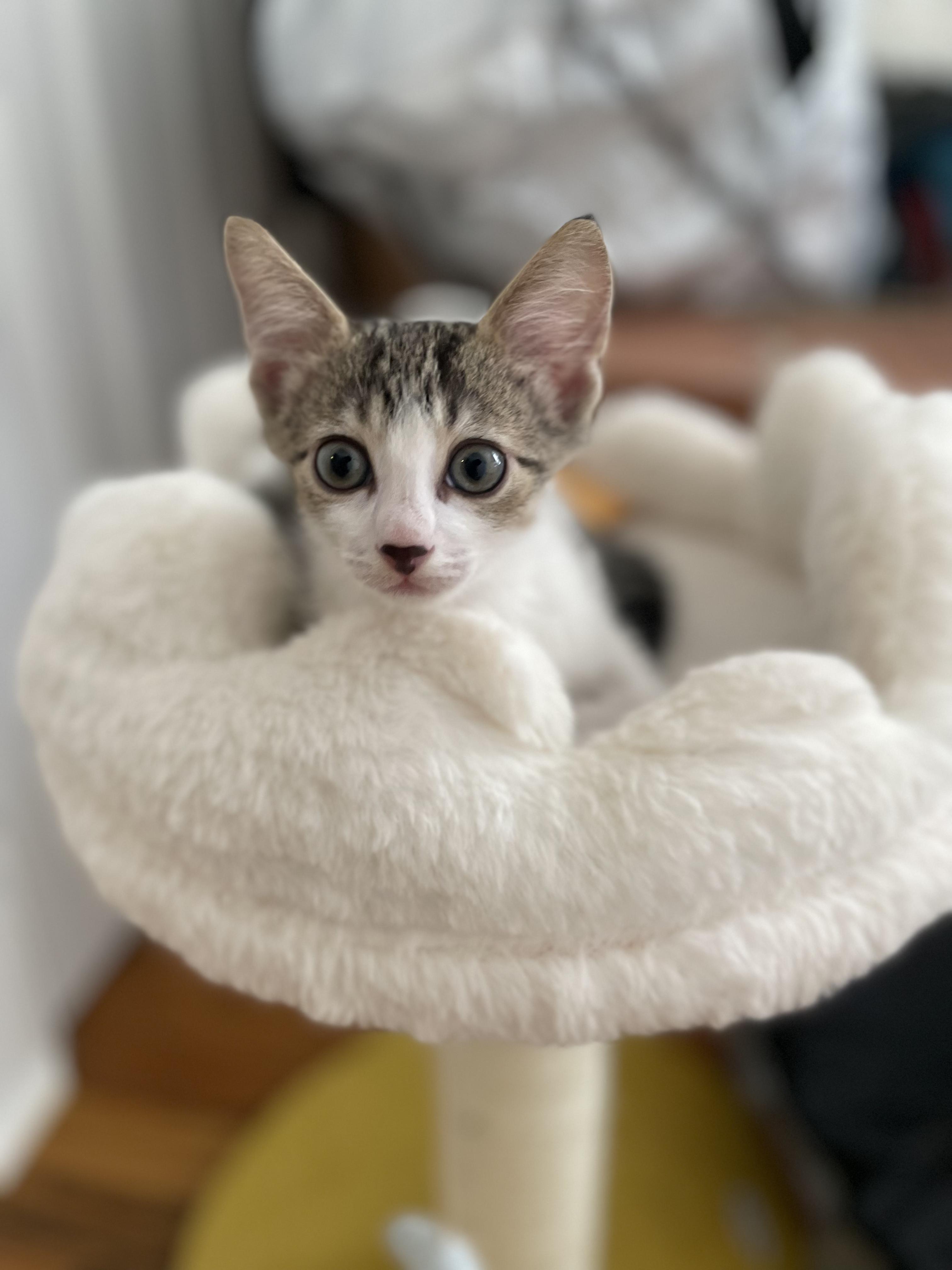 Moscato Domestic Short Hair Cat