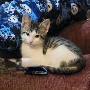 Enlarge Theodore, a Adoptable Domestic Short Hair in FAIRWAY, KS image 1/5