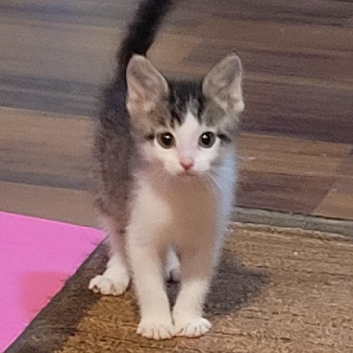Enlarge Theodore, a Adoptable Domestic Short Hair in FAIRWAY, KS image 2/5