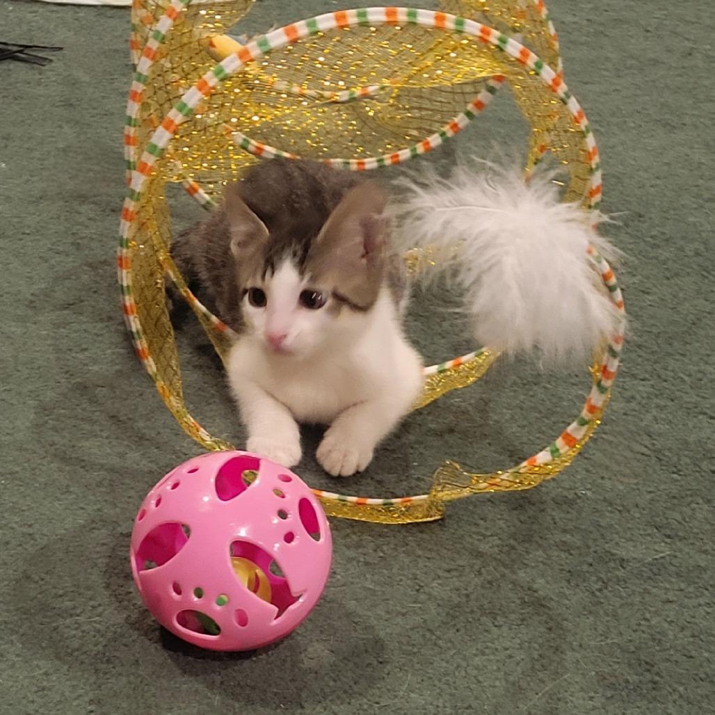 Enlarge Theodore, a Adoptable Domestic Short Hair in FAIRWAY, KS image 5/5