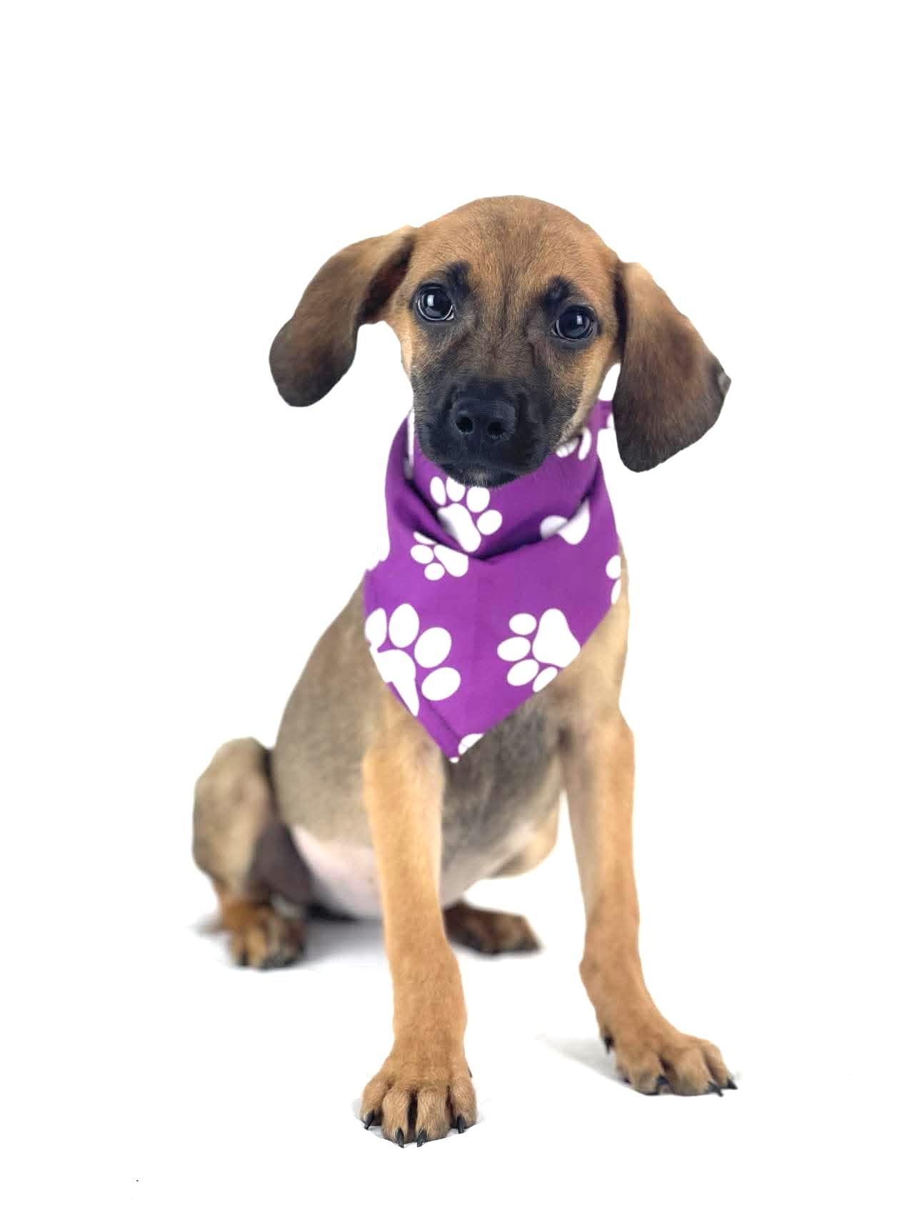 Ophelia, a Adoptable mixed breed in Olympia, WA image 1/3