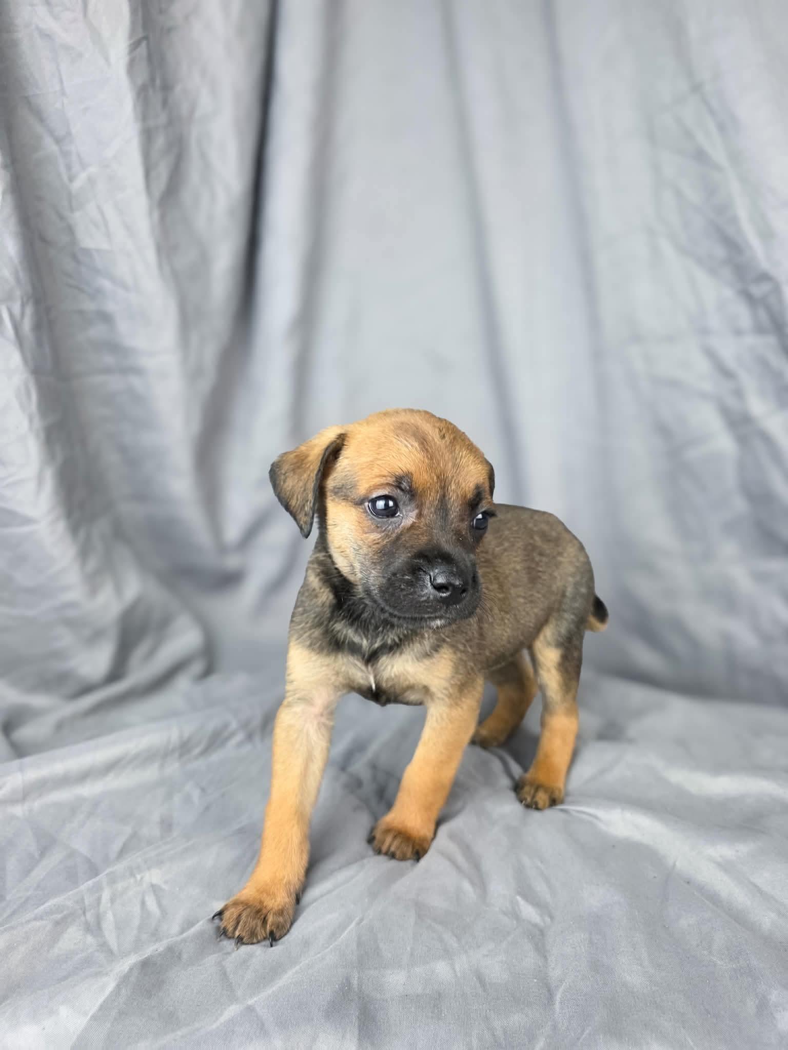 Ophelia, a Adoptable mixed breed in Olympia, WA image 3/3