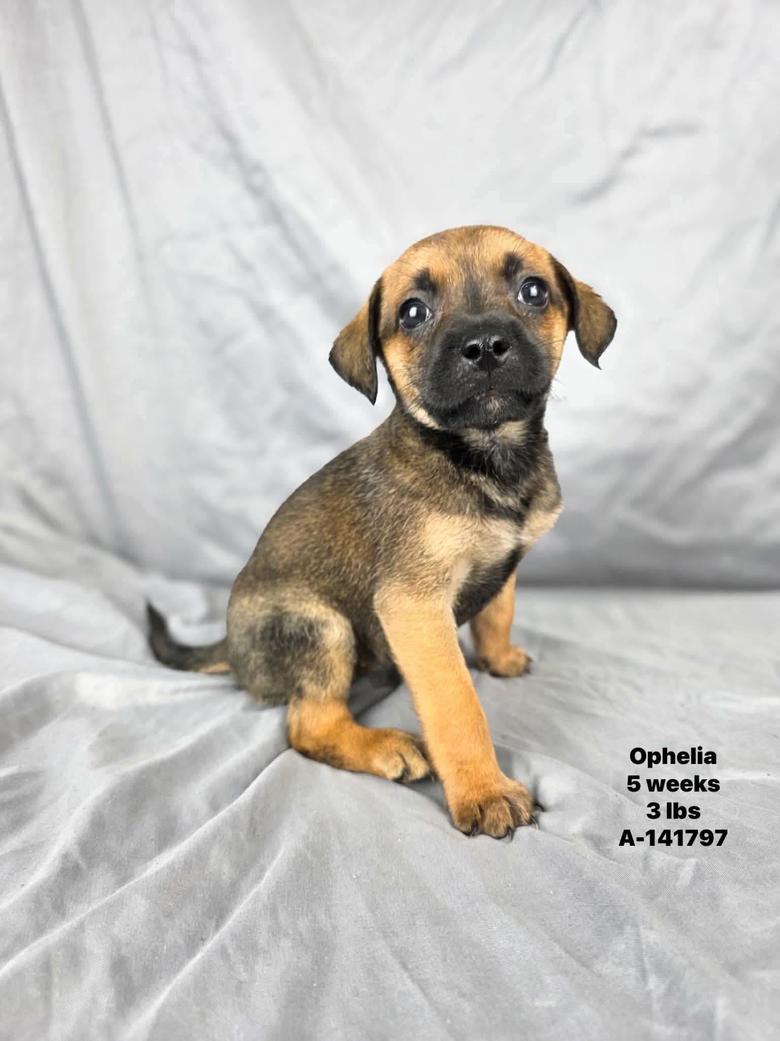 Ophelia, a Adoptable mixed breed in Olympia, WA image 2/3