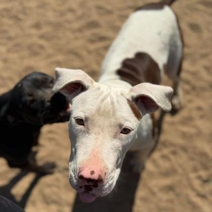 Enlarge Wednesday, a Adoptable mixed breed in North Charleston, SC image 1/3