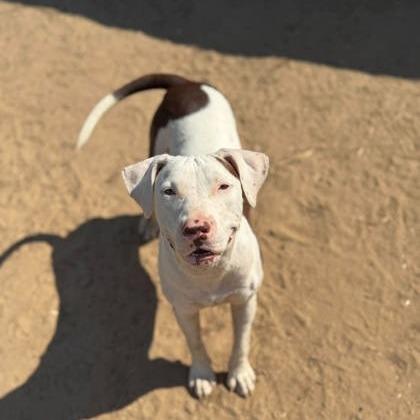 Enlarge Wednesday, a Adoptable mixed breed in North Charleston, SC image 3/3