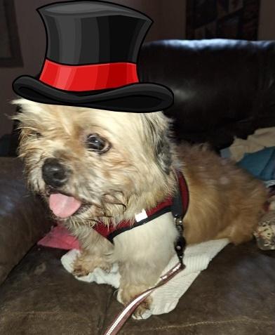 Herbie, adopted, Adult Male Shih Tzu.