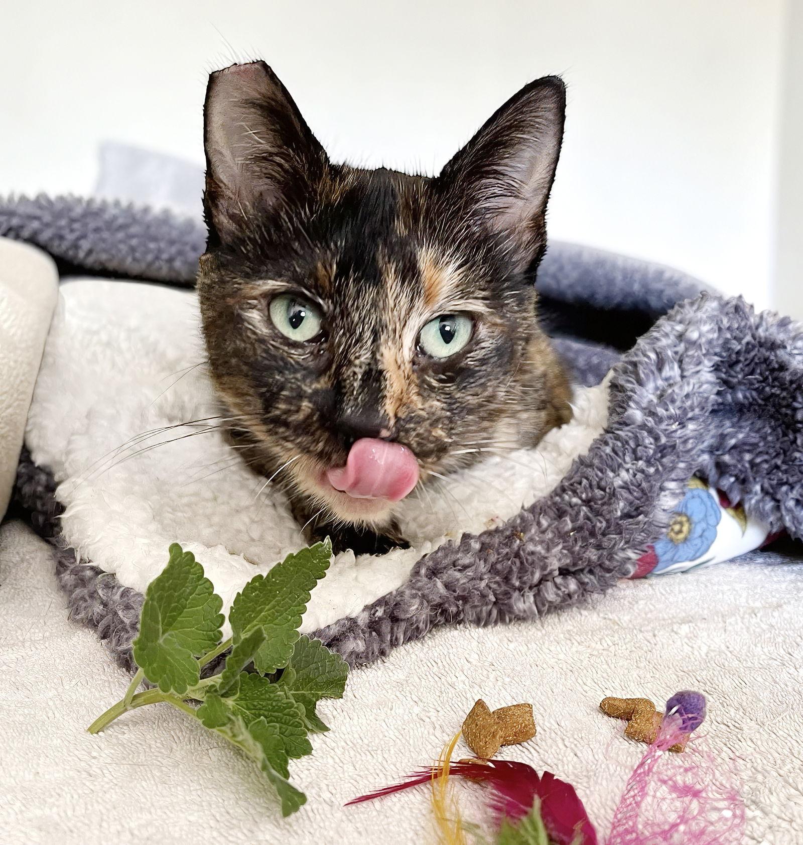 Chai, Adoptable, Adult Female Tortoiseshell.