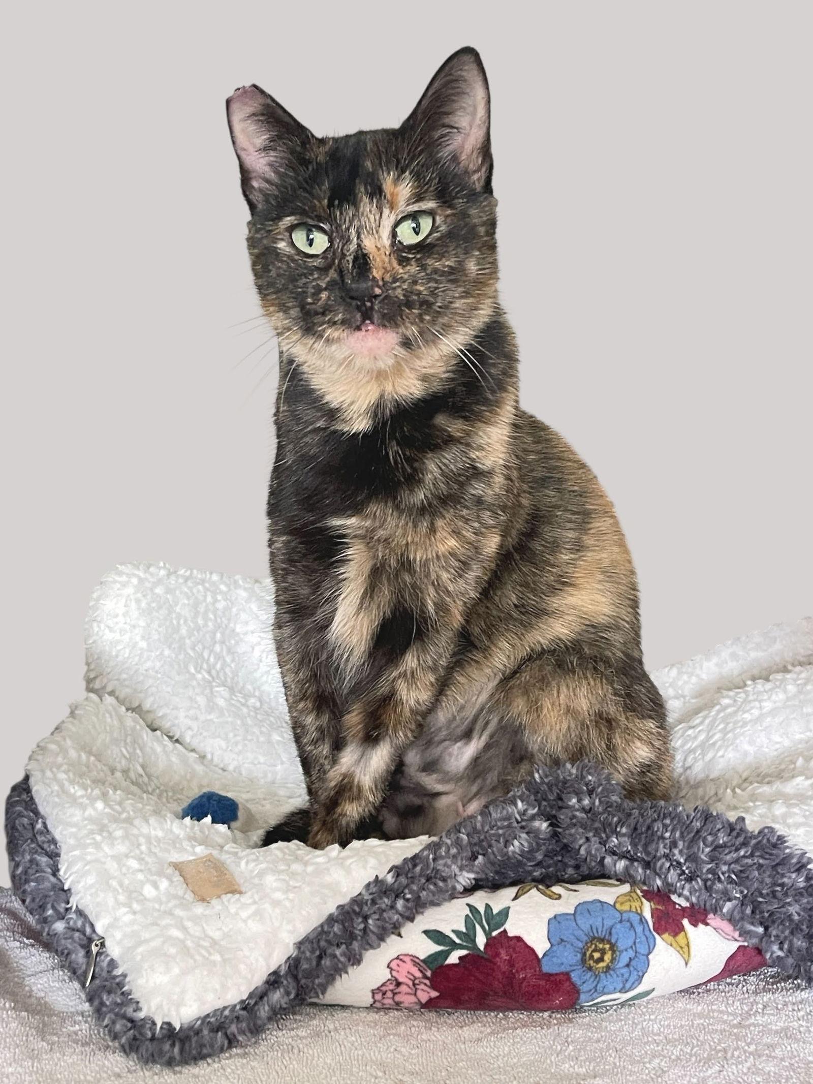 Chai, a Adoptable Tortoiseshell in Alameda, CA image 3/3