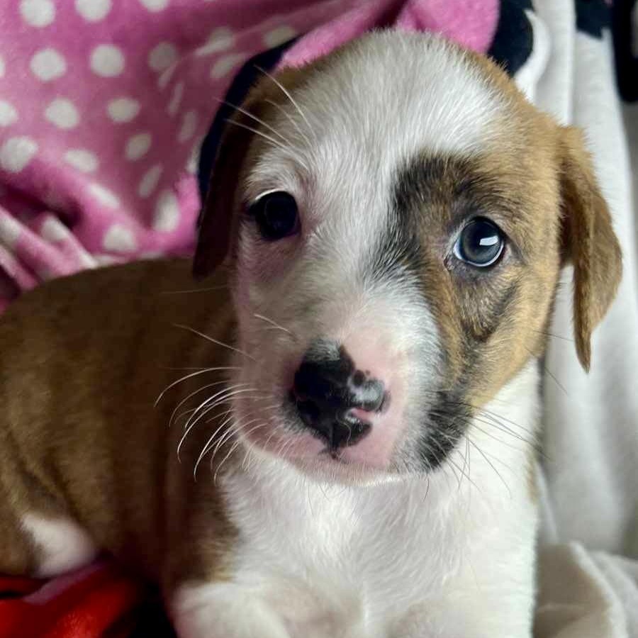Charlee thumbnail 2