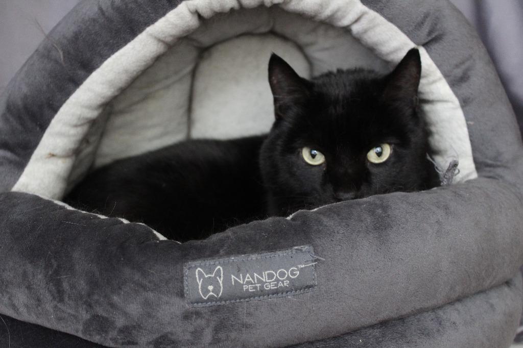 Enlarge Thachery Binx, a ADOPTABLE Domestic Short Hair in Chestertown, MD image 3/3