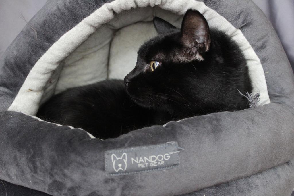 Enlarge Thachery Binx, a ADOPTABLE Domestic Short Hair in Chestertown, MD image 2/3