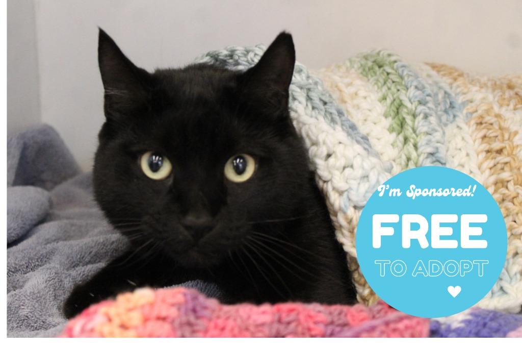 Enlarge Thachery Binx, a ADOPTABLE Domestic Short Hair in Chestertown, MD image 1/3