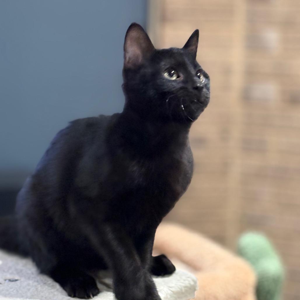 Trina, Adoptable, Kitten Female Domestic Short Hair.