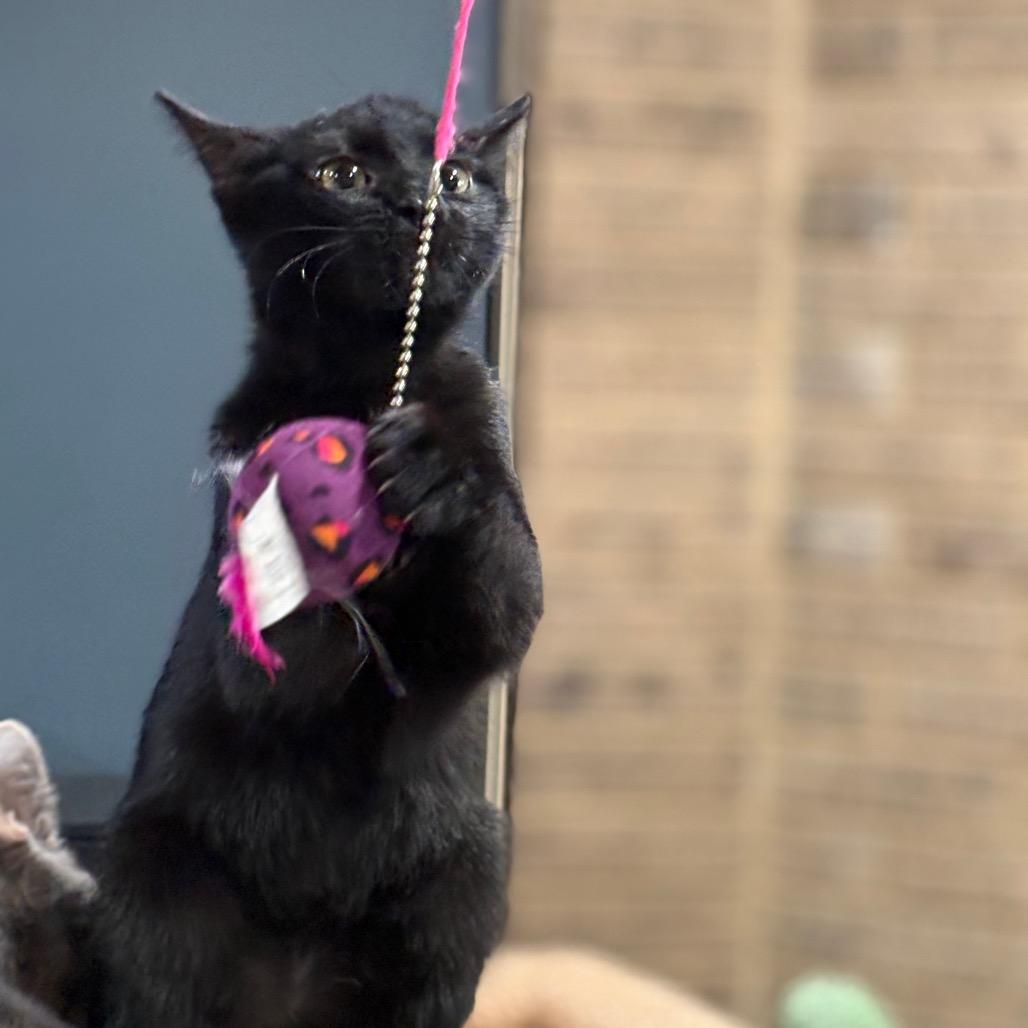 Enlarge Trina, a Adoptable Domestic Short Hair in ATOKA, TN image 2/3