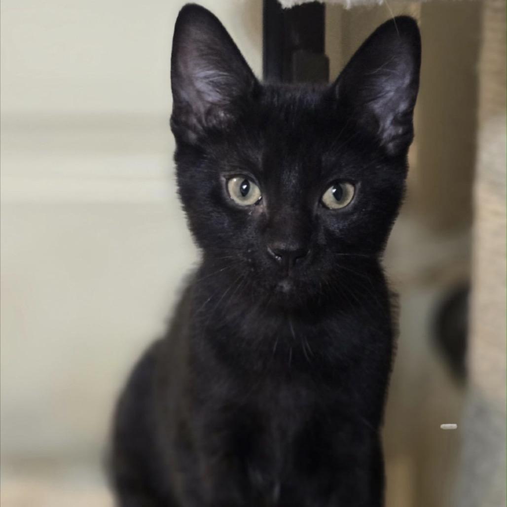 Trina, Adoptable, Kitten Female Domestic Short Hair.