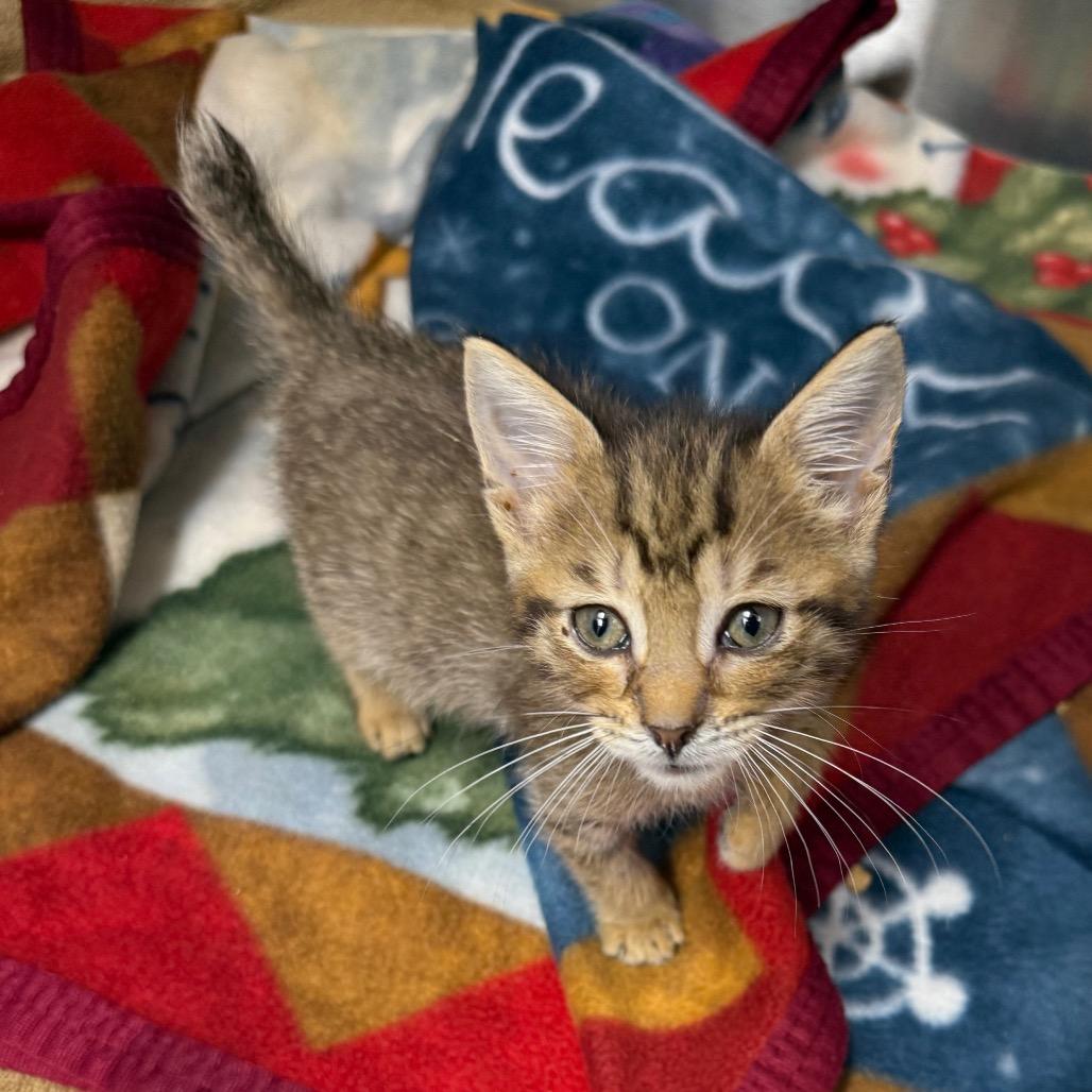 Morrigan, a Adoptable Domestic Short Hair in Lake Panasoffkee, FL image 1/6
