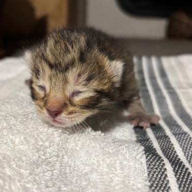 Morrigan, a Adoptable Domestic Short Hair in Lake Panasoffkee, FL image 2/6