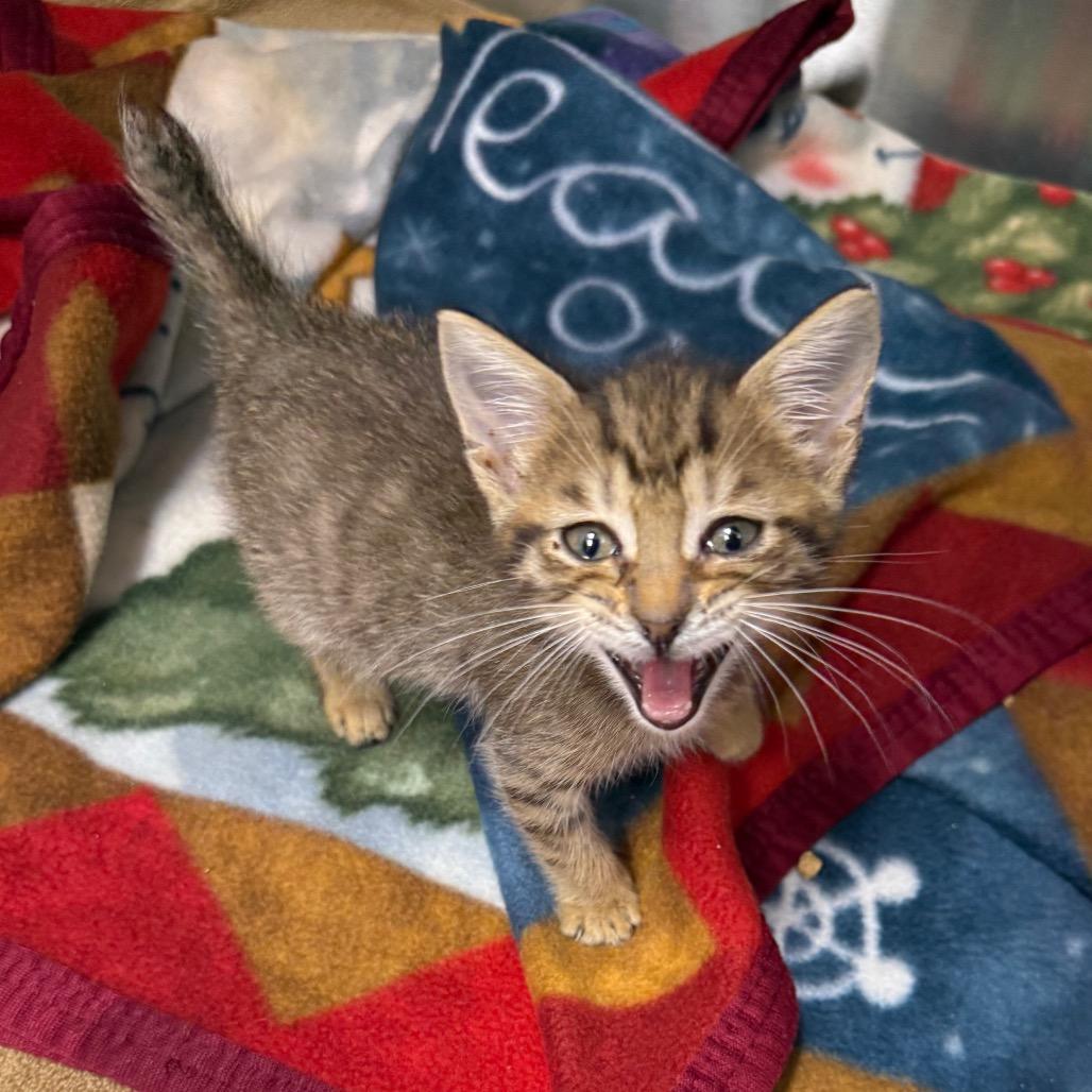 Morrigan, a Adoptable Domestic Short Hair in Lake Panasoffkee, FL image 3/6
