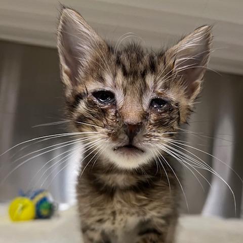 Morrigan, a Adoptable Domestic Short Hair in Lake Panasoffkee, FL image 4/6