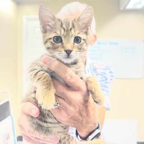 Morrigan, a Adoptable Domestic Short Hair in Lake Panasoffkee, FL image 5/6